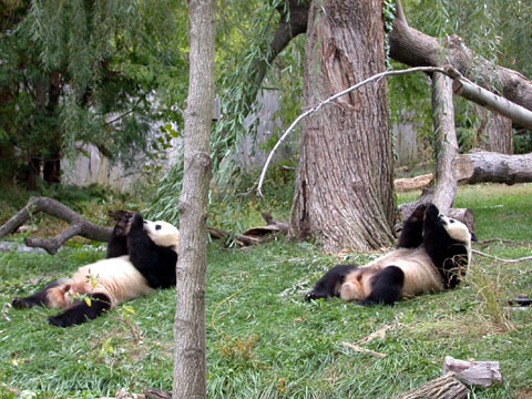 tian pandas zoo giant national bamboo mei xiang eating 2003